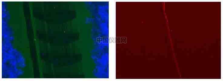 傷口愈合／細胞劃痕實驗新方法－如何劃出筆直均一的劃痕