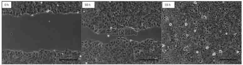 傷口愈合／細胞劃痕實驗新方法－如何劃出筆直均一的劃痕