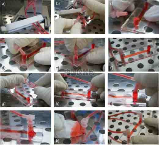 流體剪切力實驗：流體環境下的HUVEC細胞培養，真實還原體內環境