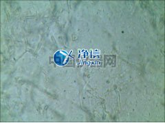 全自動樣品快速研磨儀研磨青霉菌提取線粒體實(shí)驗(yàn)-上海凈信